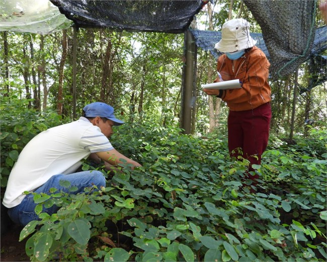 Vườn quốc gia Yok Đôn (Đắk Lắk): Làm giàu rừng bằng cây Trắc Đỏ (13/7/2023)